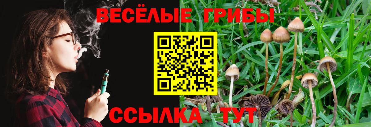 Псилоцибиновые грибы прущие грибы  Вход с VPN  Лесной 